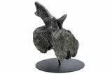 Sauropod Dinosaur (Diplodocus) Caudal Vertebra - Colorado #222507-7